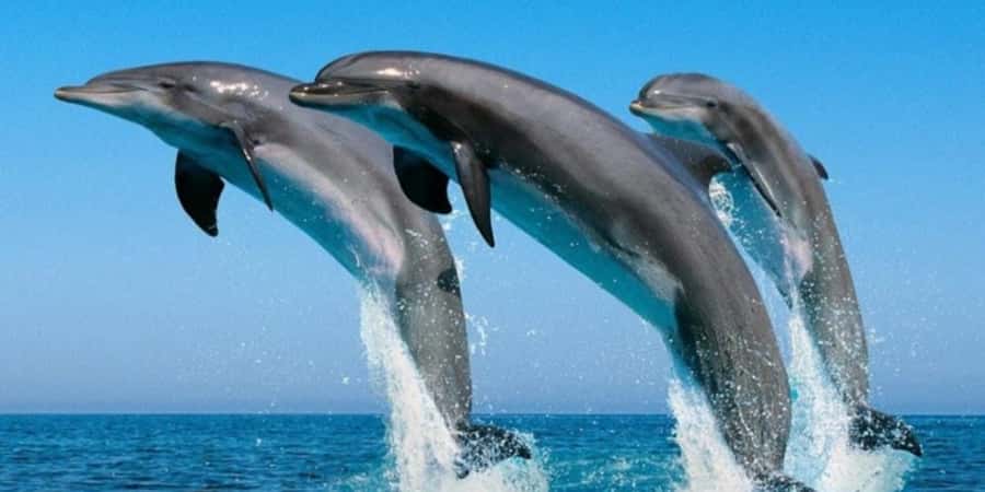 Muscat: Dolphin Watching Boat Tour - Setting out from Marina Bandar Al Rowdha