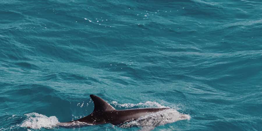Muscat: Dolphin Watching Boat Tour - Why the captain makes a difference