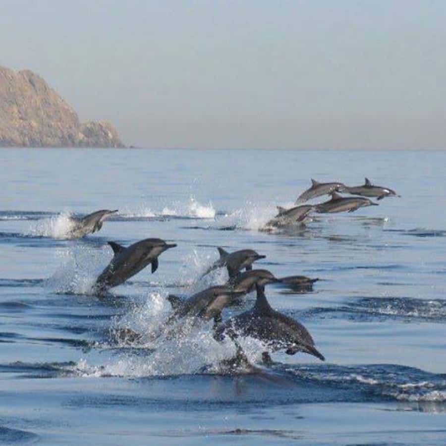 Muscat: Dolphin Watching Boat Trip with Snacks & Local Guide - Watching dolphins in the open sea