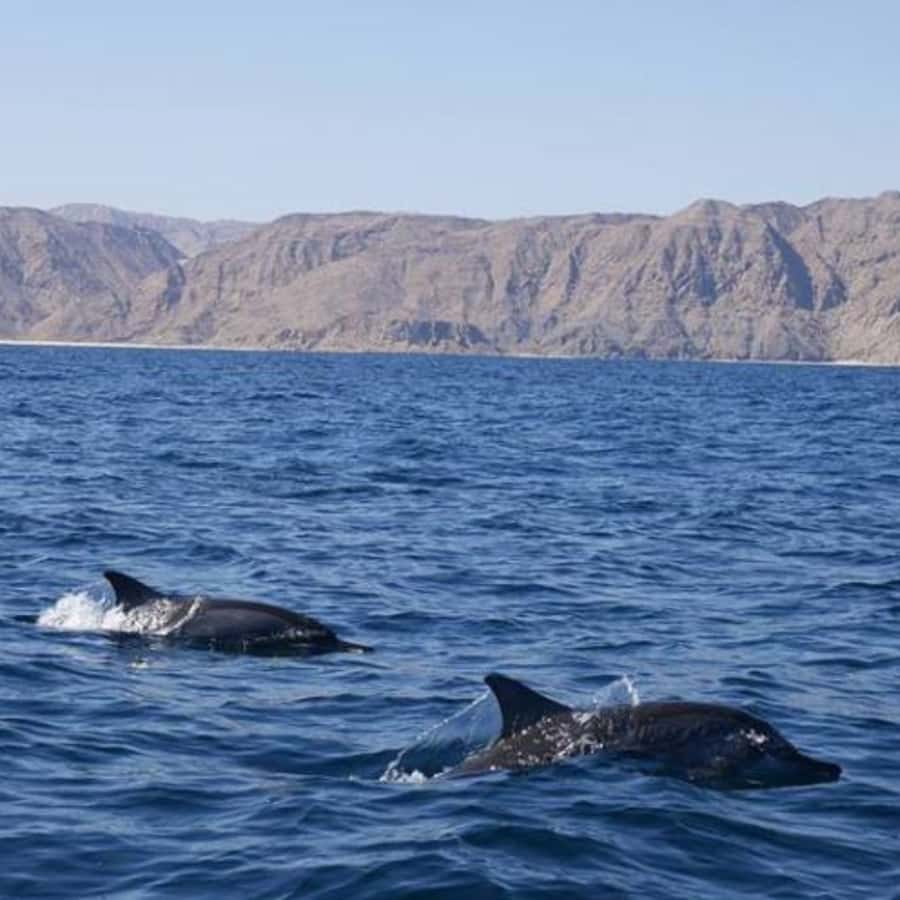 Muscat: Dolphin Watching Boat Trip with Snacks & Local Guide - Snacks, drinks, and the two-hour pace