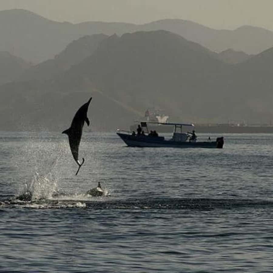 Muscat: Dolphin Watching Boat Trip with Snacks & Local Guide - Is $60 good value?