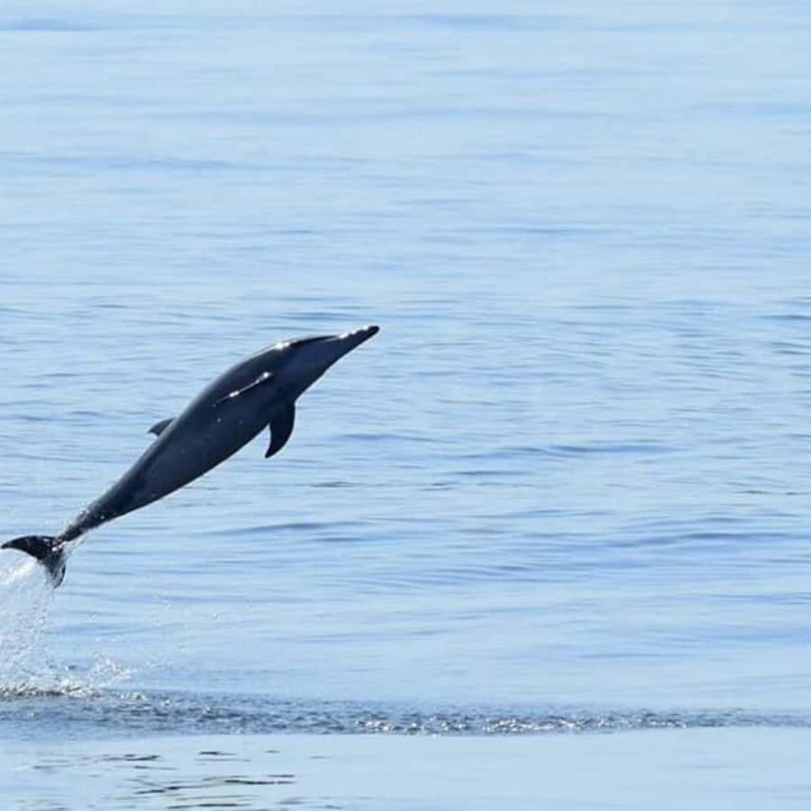 Muscat: Dolphin Watching Boat Trip with Snacks & Local Guide - Should you book the Muscat dolphin trip?