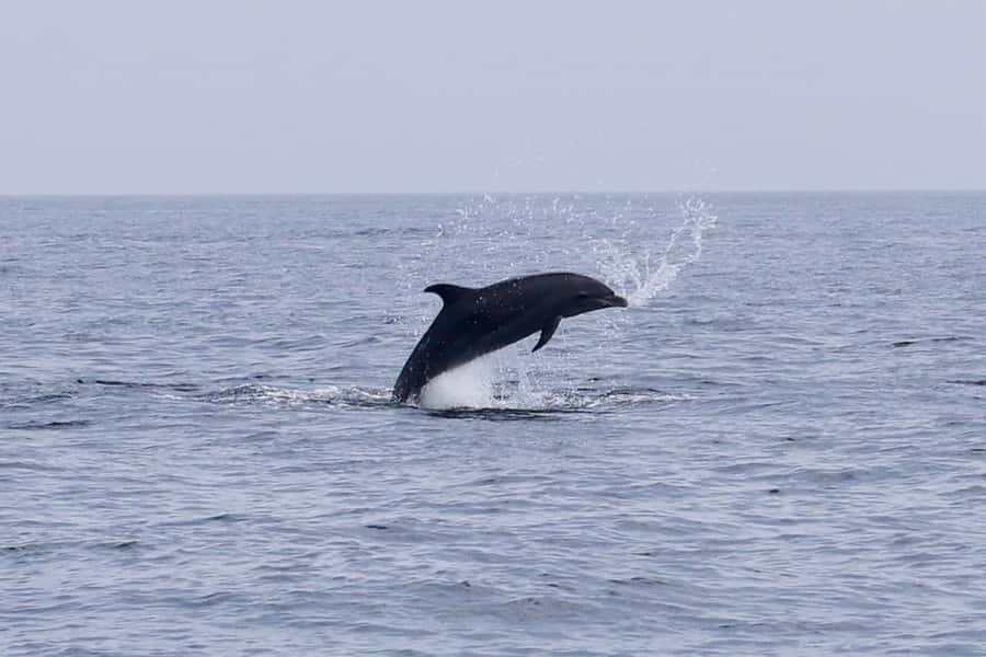 Muscat Dolphin Watching & Coastal Sightseeing Tour - The $35 price and overall value
