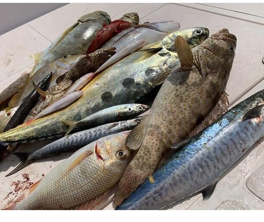 Muscat: Fishing Trip with Equipments - Starting at Marina Bandar Al Rowdha