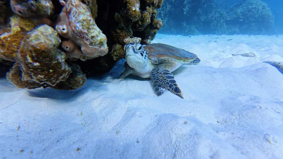 Muscat Oman: Snorkeling adventure to Daymaniyat Island - Setting out from Al Mouj Marina at 8:30 AM