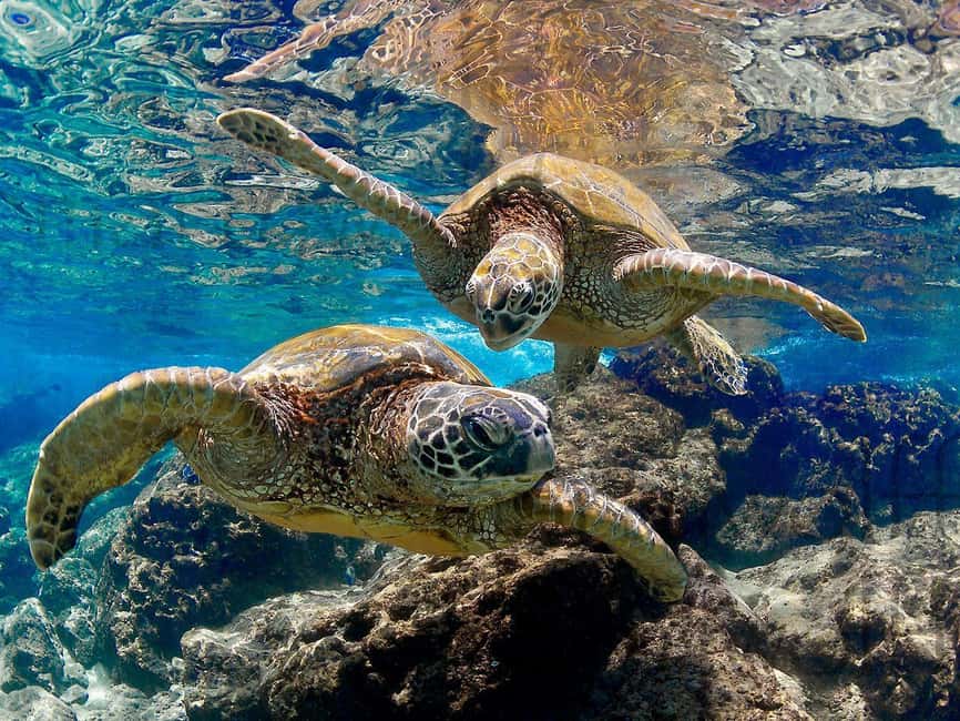 Muscat Oman: Snorkeling adventure to Daymaniyat Island - Kayaks, paddle board, and time on the island