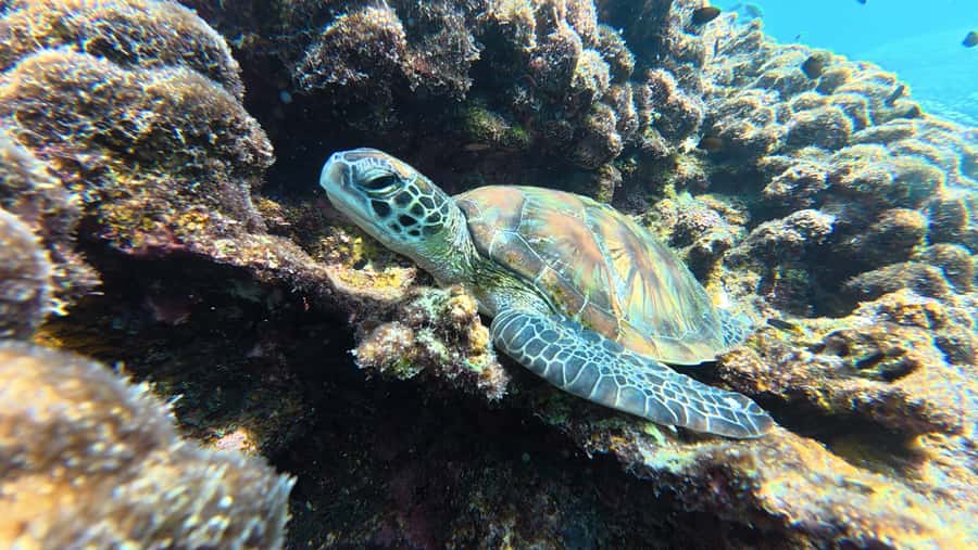 Muscat Oman: Snorkeling adventure to Daymaniyat Island - Reaching the Daymaniyat Islands Nature Reserve
