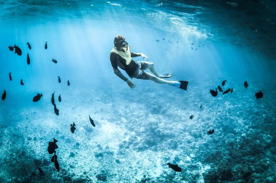 Muscat: Snorkeling and Dolphin Watching Tour - Dolphin watching in the wild