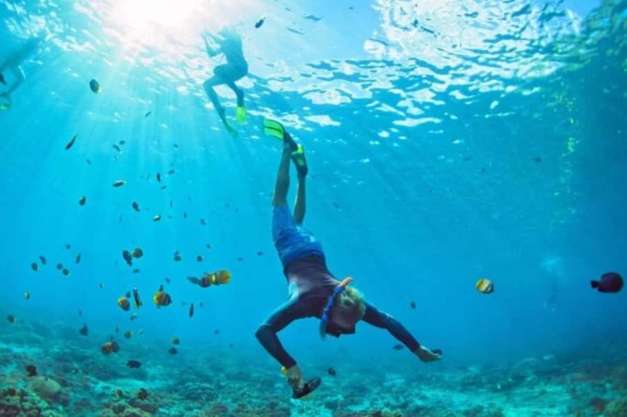 Muscat: Snorkeling and Dolphin Watching Tour - What the ratings suggest