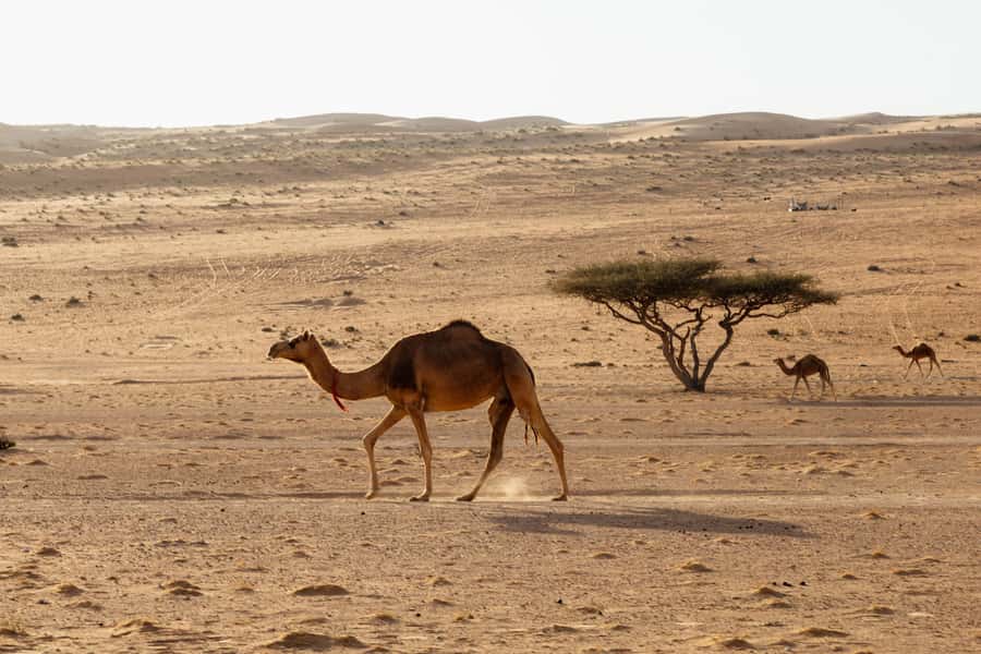 Muscat: Wadi Bani Khalid Oasis & Oman Desert Tour - Is $130 good value from Muscat?