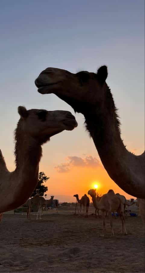 Muscat: Wadi Bani Khalid & Sunset at Wahiba Sands - What the private format adds