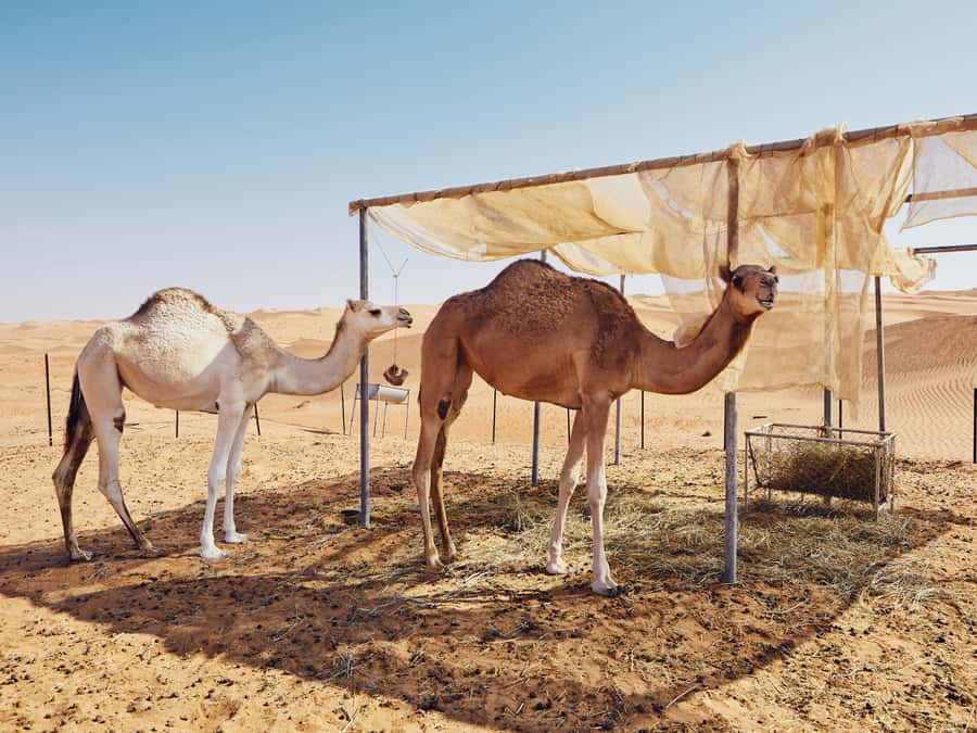 Muscat: Wahiba Sands Desert Sunset Tour with Dinner - Two hours of 4x4 dune bashing
