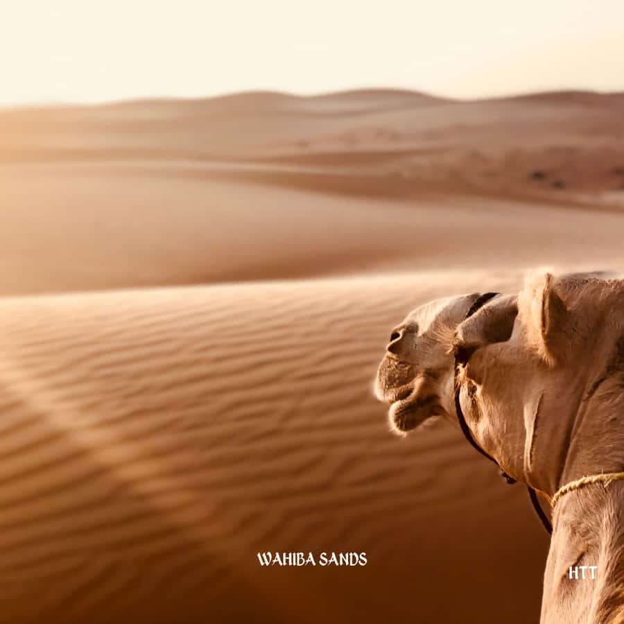 Muscat: Wahiba Sands, Wadi Bani Khalid Tour - Is $226 per person a fair price?