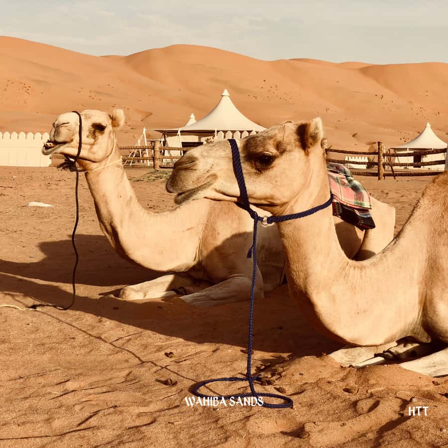 Muscat: Wahiba Sands, Wadi Bani Khalid Tour - Wadi Bani Khalid brings water to the desert
