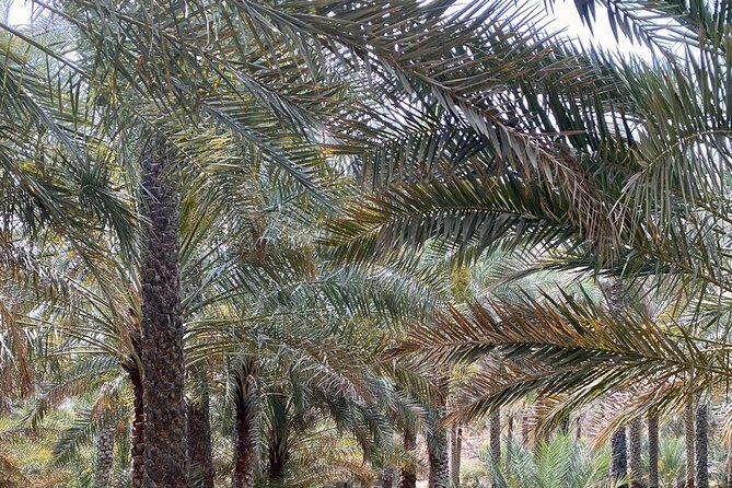 Old Nizwa authentic walks - What the guide adds to the experience