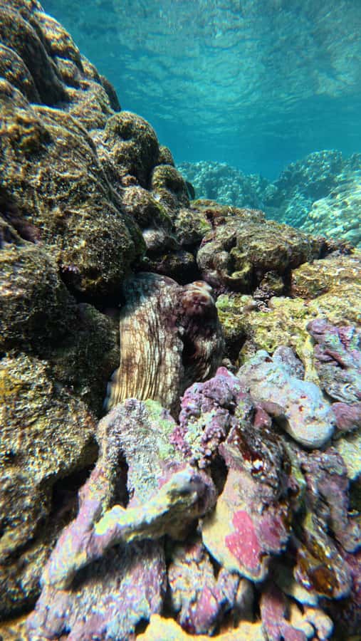 Oman: Daymaniyat Islands Visit and Snorkeling - Winter plan: a sandy beach from November through April