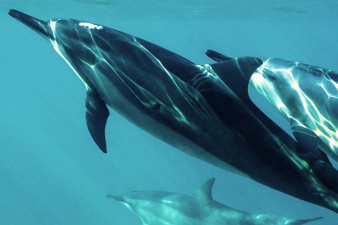 Oman Dolphin Watching Tours - Key Points to Know Before You Go