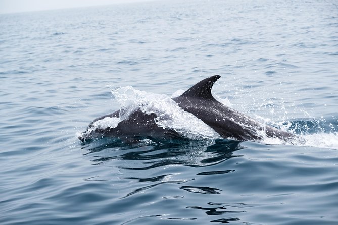 Oman Dolphin Watching Tours - How the Captains Shape the Experience