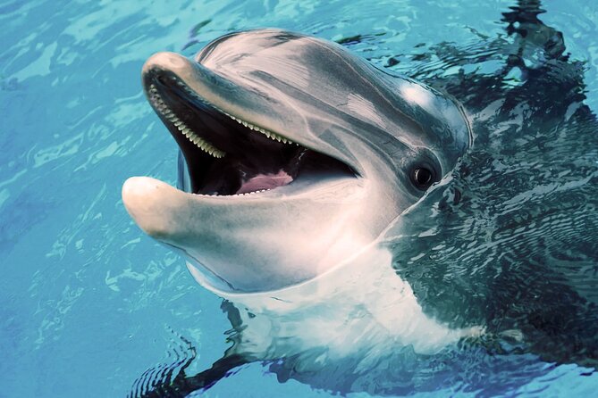 Oman Dolphin Watching Tours - What the $52.31 Price Really Buys You