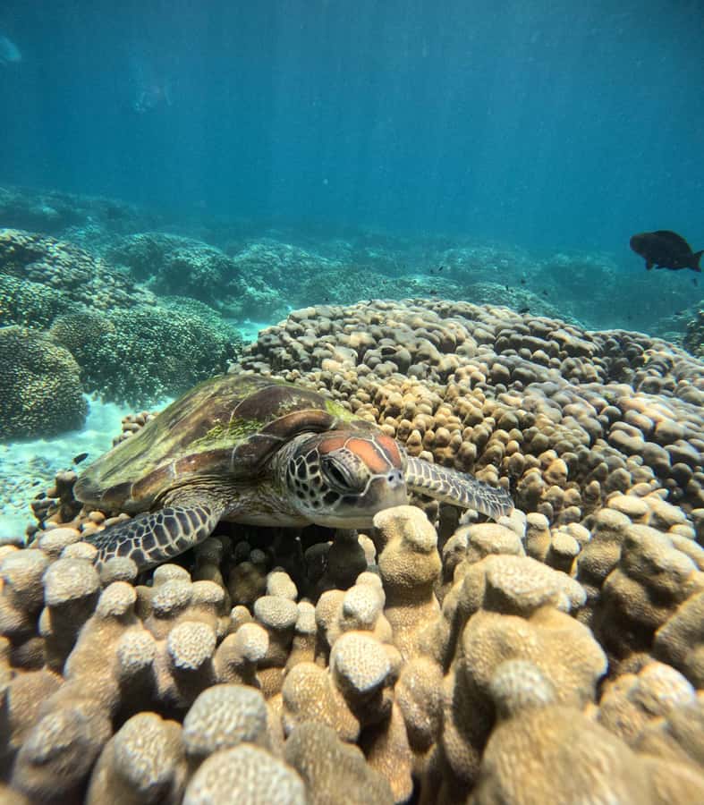 Oman: Snorkeling Trip at Daymaniyat Islands - Key points to know before booking