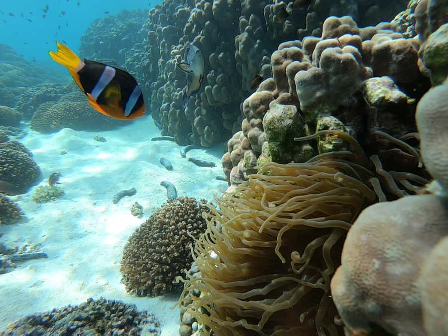 Oman: Snorkeling Trip at Daymaniyat Islands - Why Daymaniyat makes a strong snorkeling trip