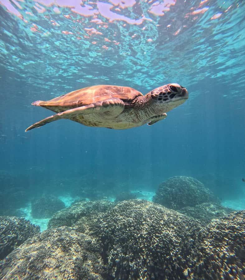 Oman: Snorkeling Trip at Daymaniyat Islands - A shaded boat makes the ride easier