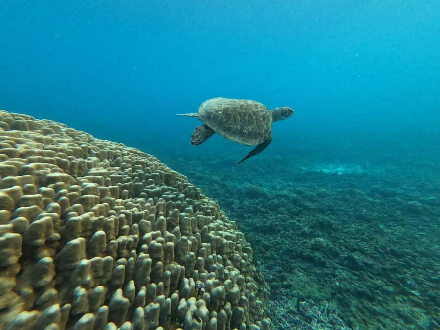 Oman: Snorkeling Trip at Daymaniyat Islands - Snorkeling for turtles, fish, and coral