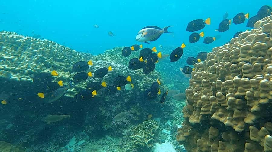 Oman: Snorkeling Trip at Daymaniyat Islands - Island views and seasonal beach access