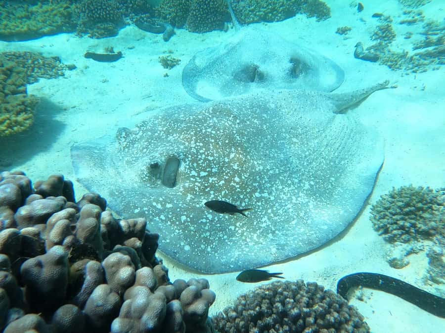 Oman: Snorkeling Trip at Daymaniyat Islands - GoPro footage adds value after the boat returns