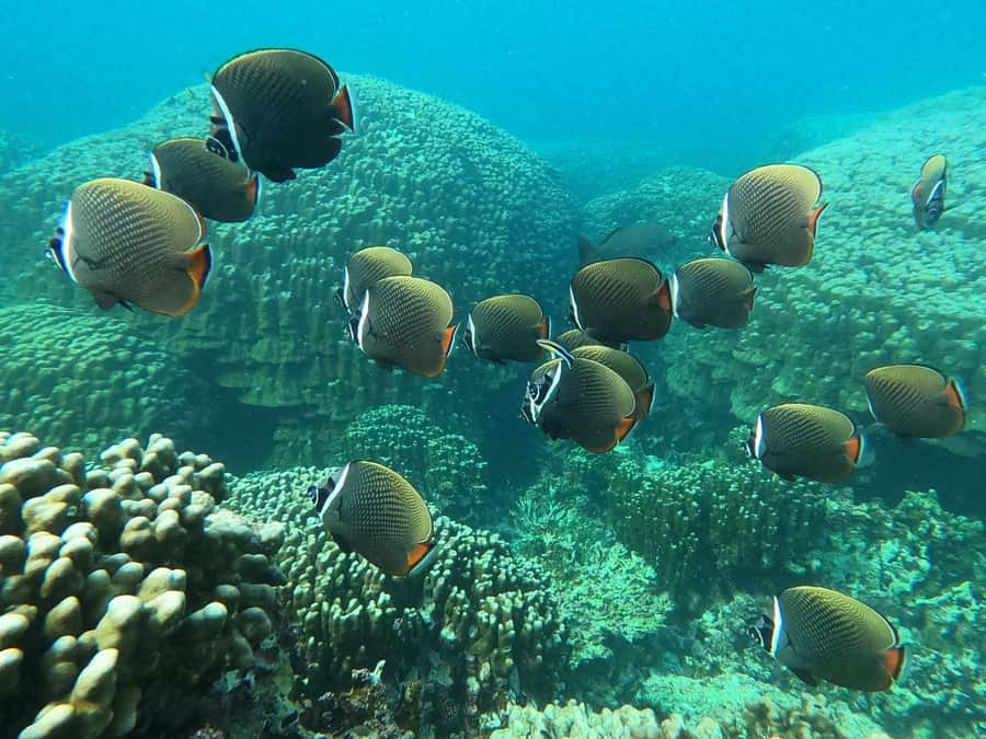 Oman: Snorkeling Trip at Daymaniyat Islands - Is $94 a fair price?