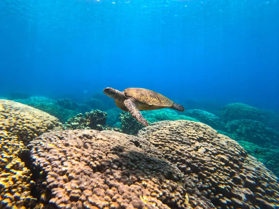 Oman: Snorkeling Trip at Daymaniyat Islands - The 8:30 am start and meeting point