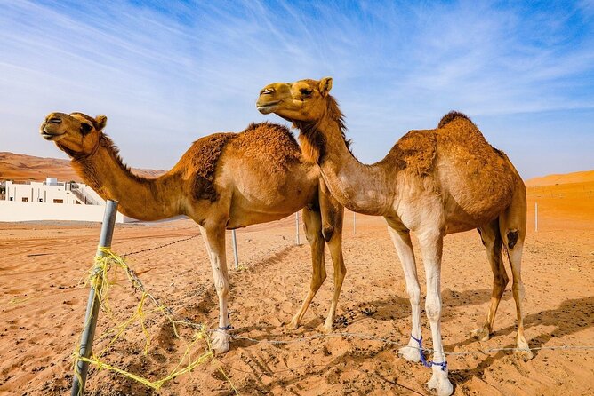 Private 2 Days 1 Night Wahiba Sands Desert and Wadi Bani Khalid Tour - What the $580 price really buys
