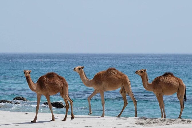 Private Caribian Orient (Swiming in Fazayeh Beach ) - Starting at 9:00 am from Salalah
