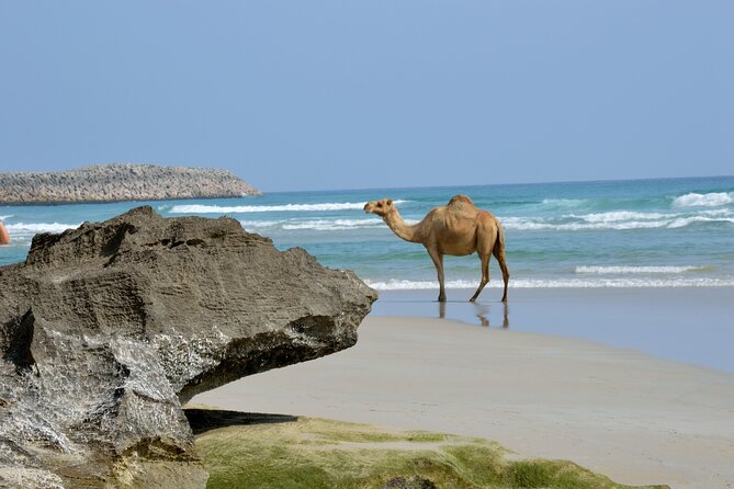 Private Caribian Orient (Swiming in Fazayeh Beach ) - Fazayah Beach and the reality of the water