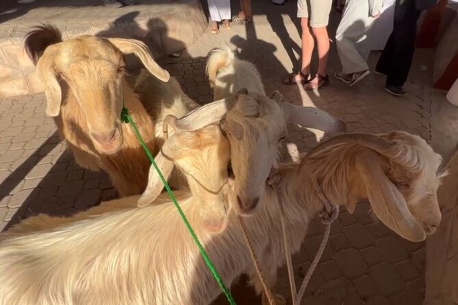 Private Friday Cattle Market-Nizwa and Jebel Akhdar-Full-Day Tour - Why the Friday market is worth the early alarm