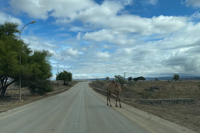 Private Full-Day East Oman Tour from Salalah with Lunch - Wadi Darbat: waterfalls and animals in the Quara Mountains