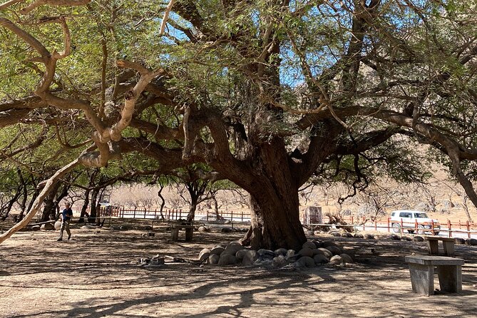 Private Full-Day East Oman Tour from Salalah with Lunch - Baobab trees: an unexpected African connection