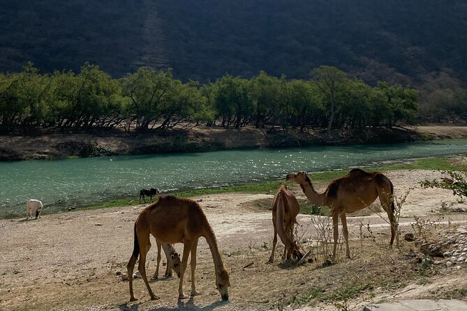 Private Full-Day East Oman Tour from Salalah with Lunch - Lunch in Mirbat, with local choices included