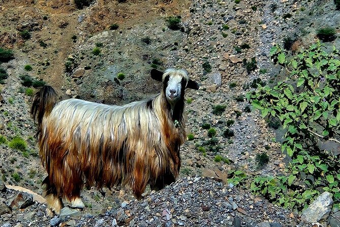 Private Full-Day Jebel Akhdar-Al Suwjara Village Tour - Climbing Jebel Akhdar for valley views