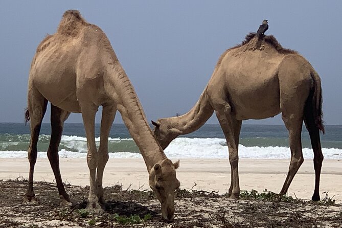 Private Guided Tour to West Beaches of Salalah - Mohamed’s guiding style and the private format
