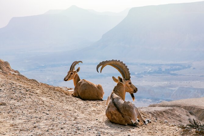 Private Muscat tour to the Grand Canyon Nizwa - Al Hamra and its old mud-brick lanes