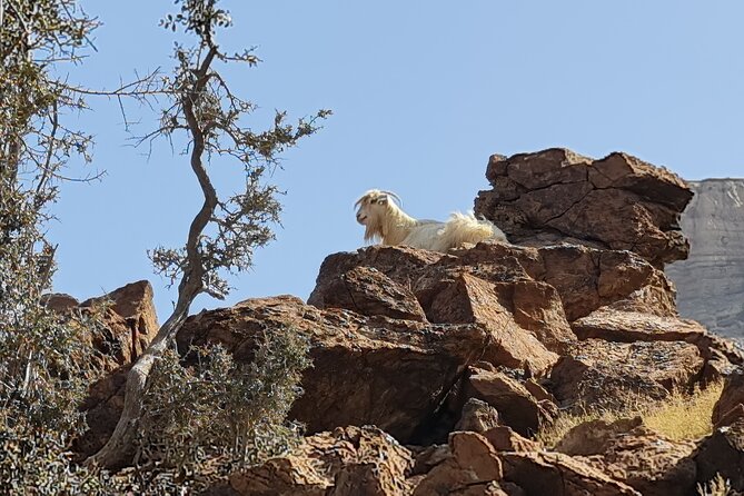 Private Overnight Jebel Shams Camping Tour - Bahla Fort and Jabrin Castle
