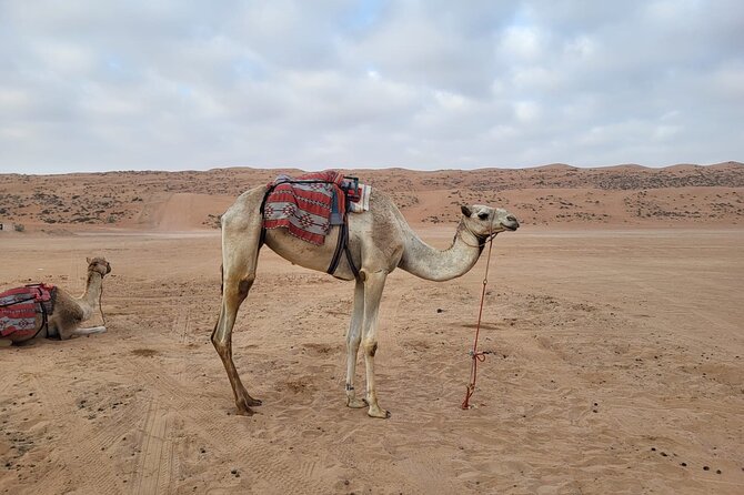 Private Safari tour and Wadi in 4x4 with a local guide - Comfort, fitness, and what to prepare