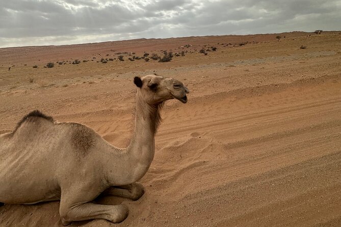 Private Safari tour and Wadi in 4x4 with a local guide - The long road from Muscat to the wadi