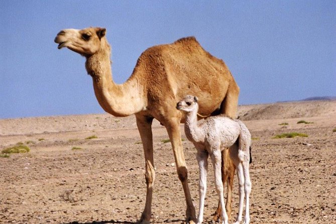 Private Safari Wahiba Sands and Wadi Bani Khalid from Muscat - Why this Muscat day trip works