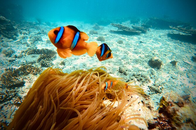 Private scuba diving trips Muscat - The weather and visibility question