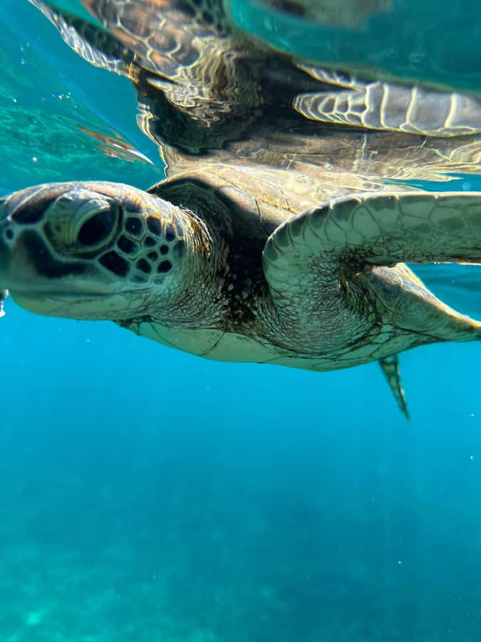 Private Snorkeling Tour - Ad Dimaniyat Islands - Dolphins, whale sharks, and the limits of wildlife watching