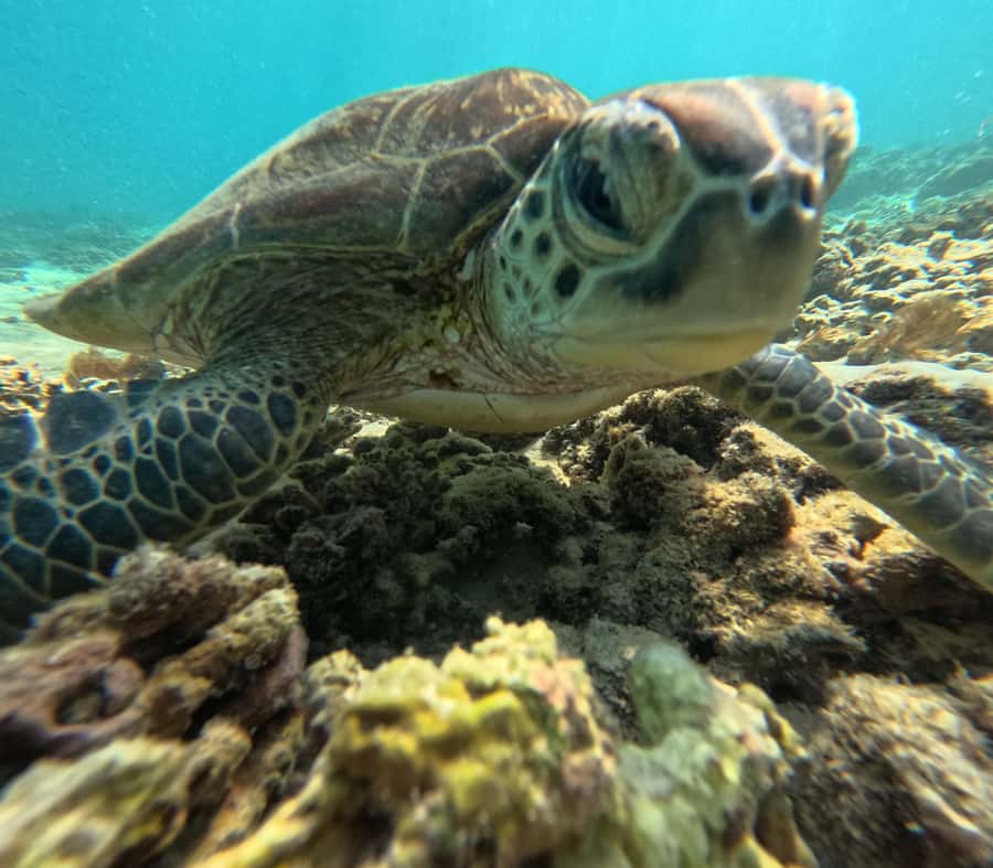 Private Snorkeling Tour - Ad Dimaniyat Islands - Two and a half hours around the Daymaniyat Islands