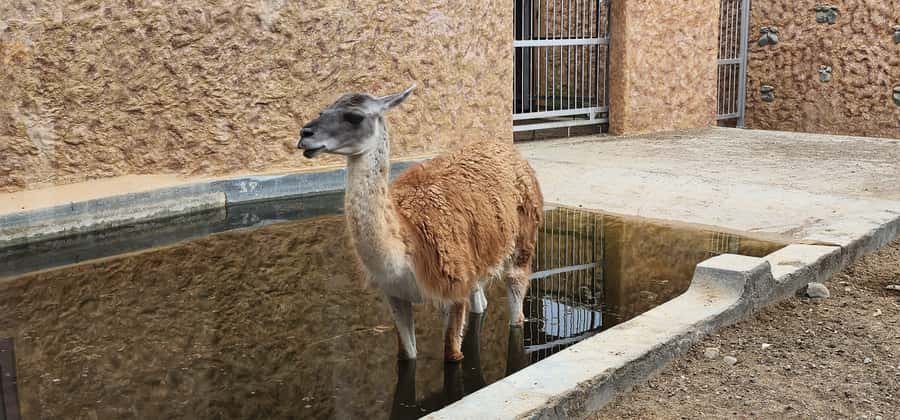 Safari World Zoo and Wahiba Sands with Sunset - Booking details worth knowing