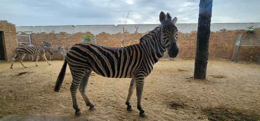 Safari World Zoo and Wahiba Sands with Sunset - Camel rides, quad bikes, and possible substitutions